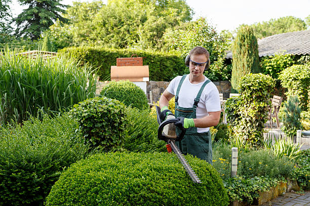 How Our Tree Care Process Works  in  Erie, KS